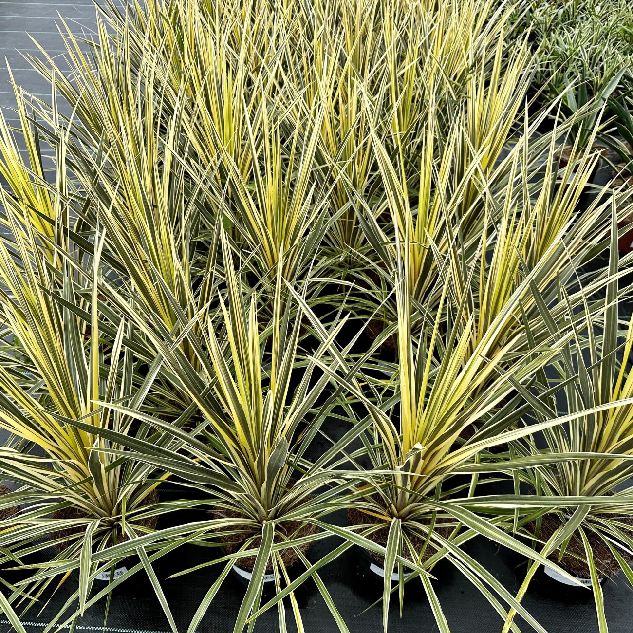 Obrázok Kordylína austrálska (Cordyline australis) ´TORBAY DAZZLER´ - výška 20-30 cm, kont. C3L (-12°C)
